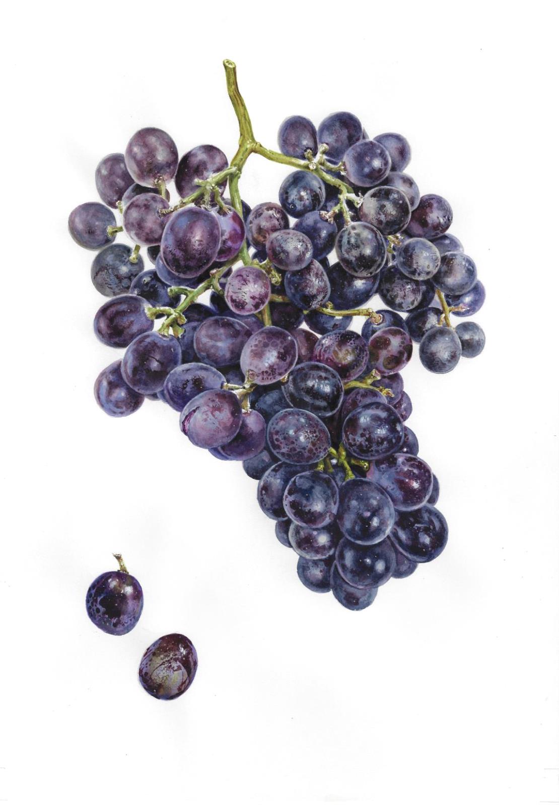  Black seedless grape